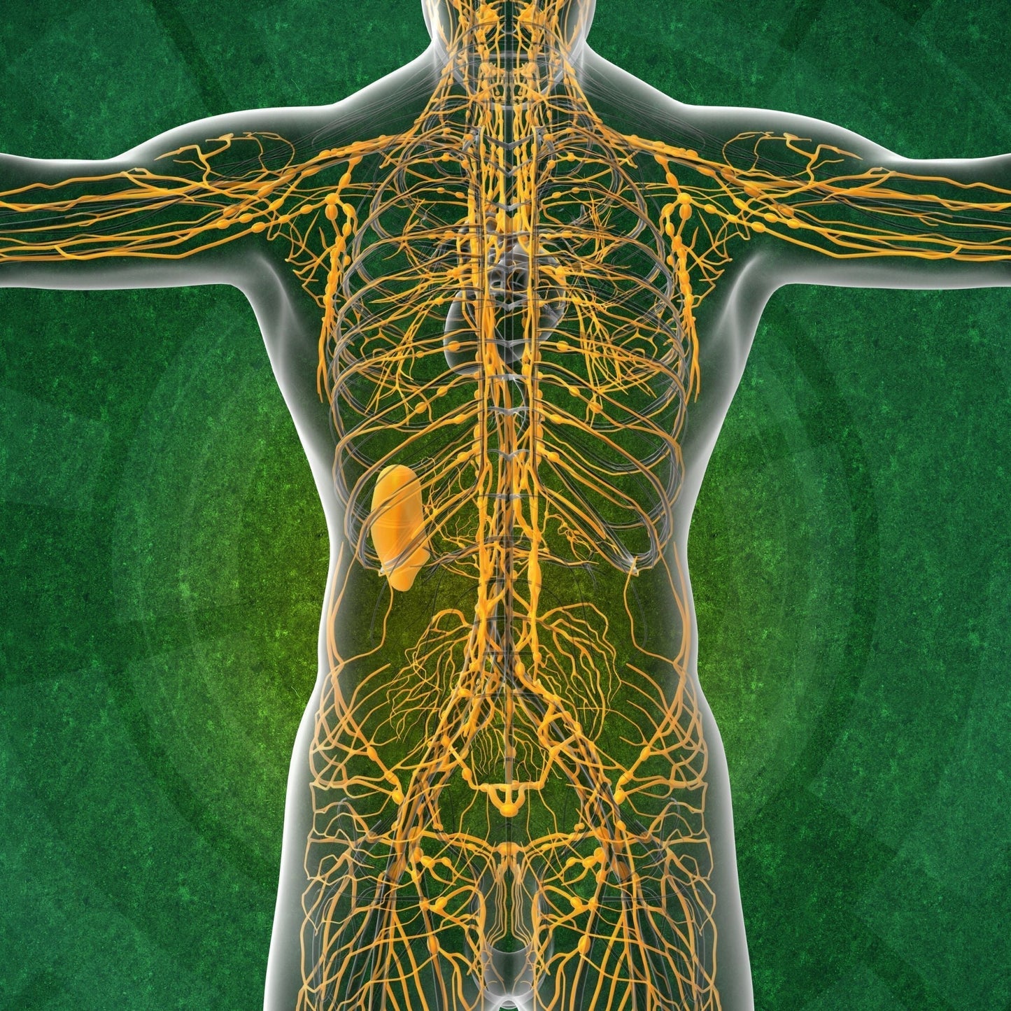 Omega-3 and Omega-6: Critical For Our Immunity