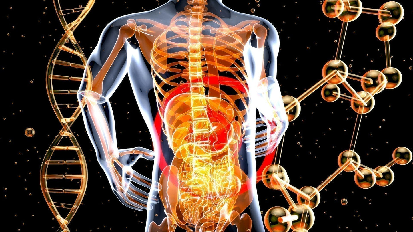 Transparent human body showing internal skeleton