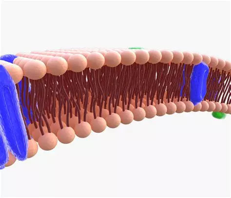 The Cell Membrane - The Gatekeeper of Life