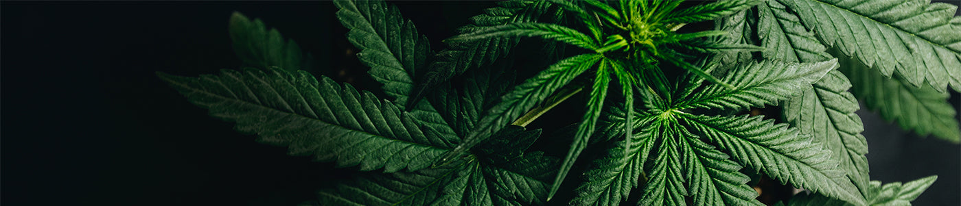 close up of hemp leaves